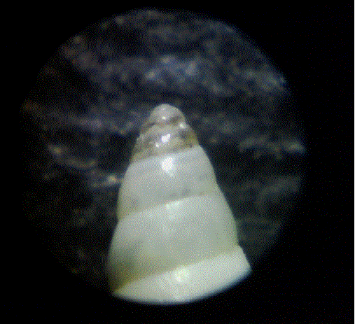 � forse di acqua dolce?